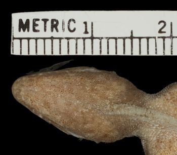 Media type: image; Herpetology R-81137
